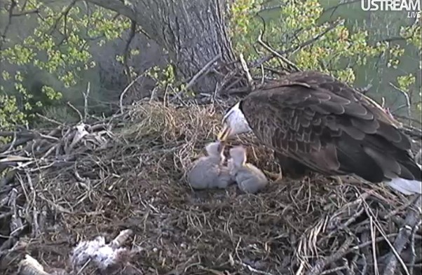 ScreenHunter_06 Apr. 05 07.52.jpg